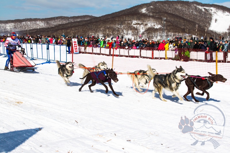 В соревнованиях по вейтпуллингу на фестивале «Снежный Путь» примут участие 14 собак