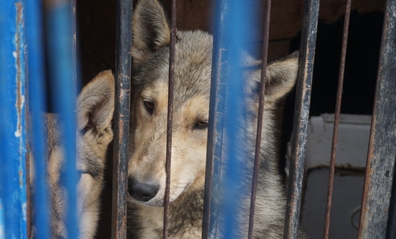 Более двухсот бездомных животных Петропавловска нашли новый дом