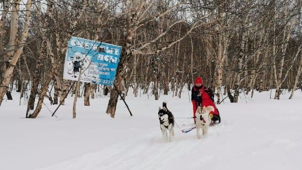 В Петропавловске-Камчатском прошли соревнования по снежным дисциплинам ездового спорта