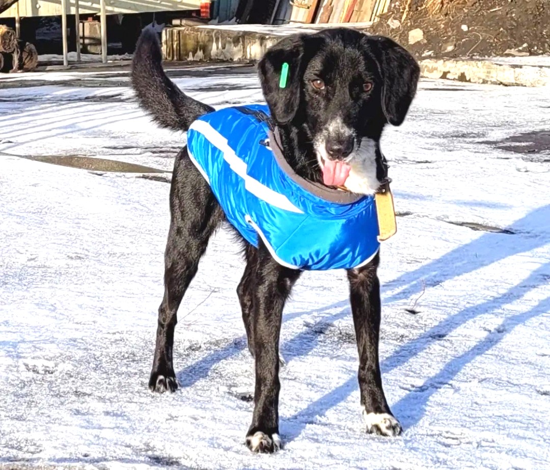216 животных забрали из приюта жители Петропавловска-Камчатского