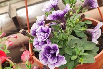 Петунья, декоративная гвоздика, бархатцы готовятся украсить городские клумбы 