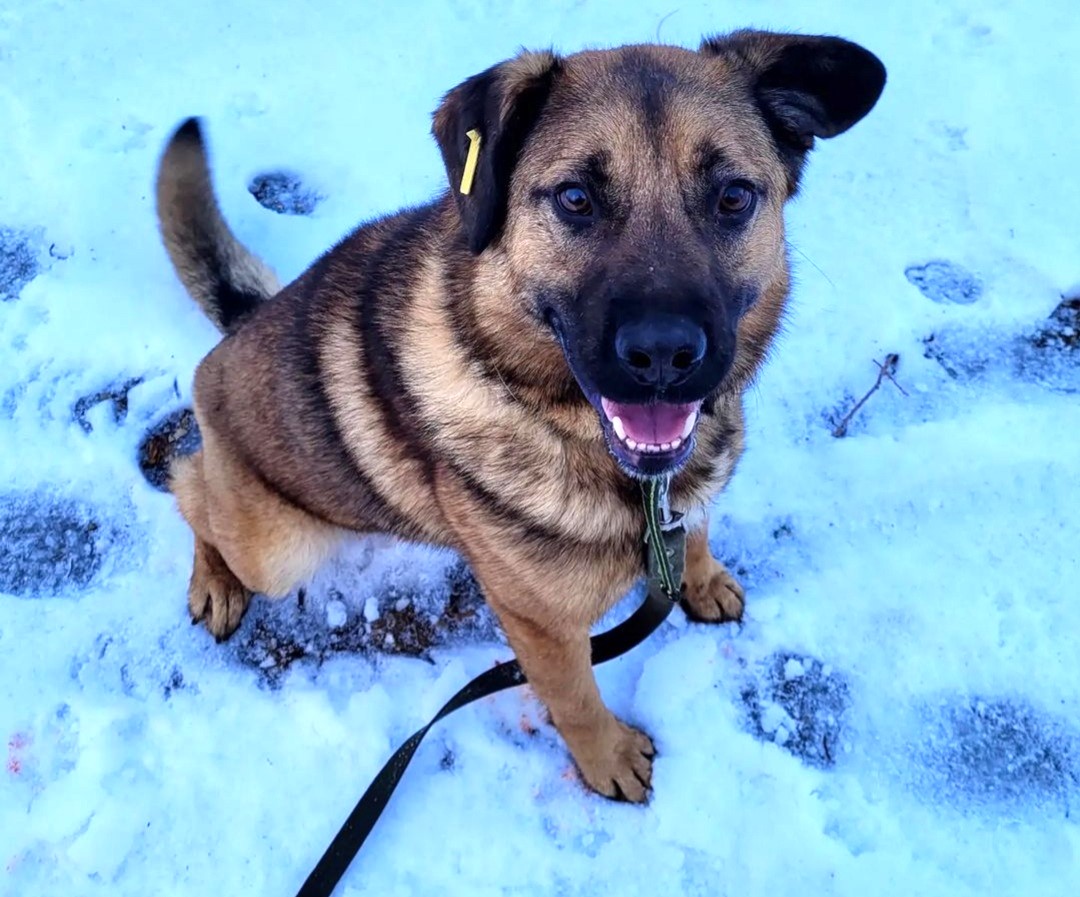 216 животных забрали из приюта жители Петропавловска-Камчатского