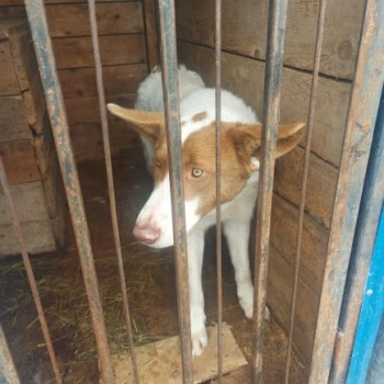 В городе продолжается работа по обращению с животными без владельцев 